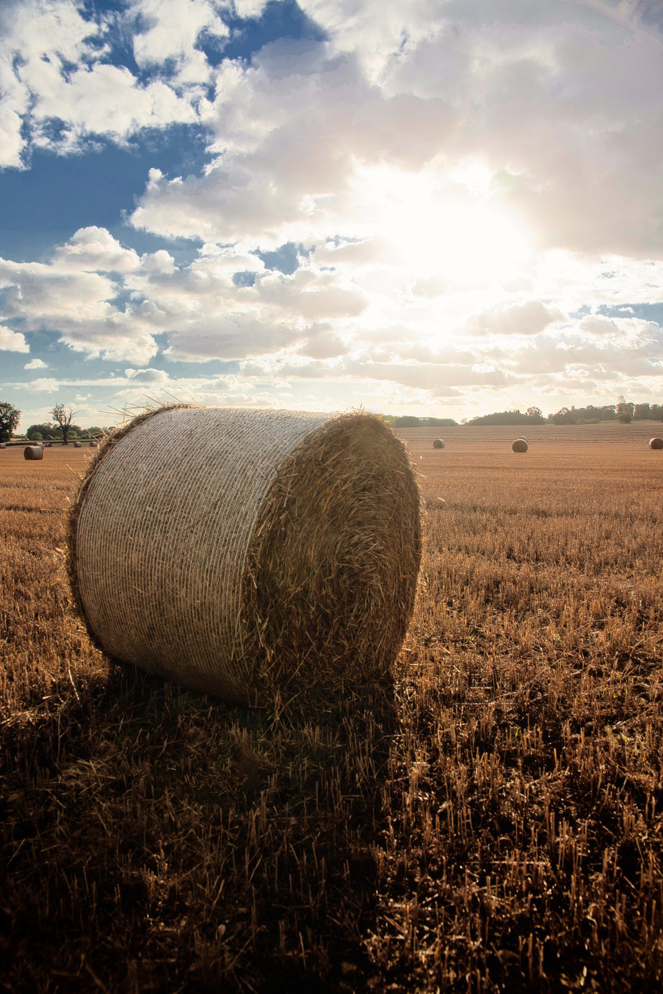 Golden wheat field — nature & landscape photograph 2