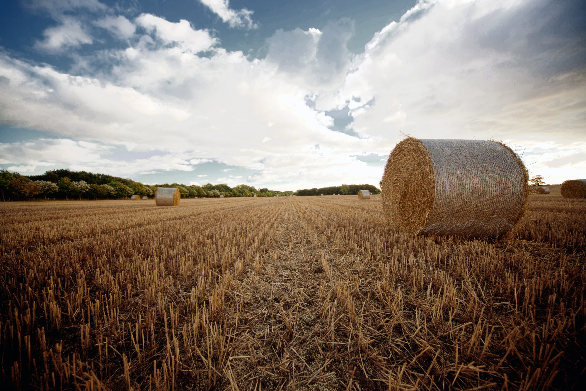 Golden wheat field — nature & landscape photograph 3