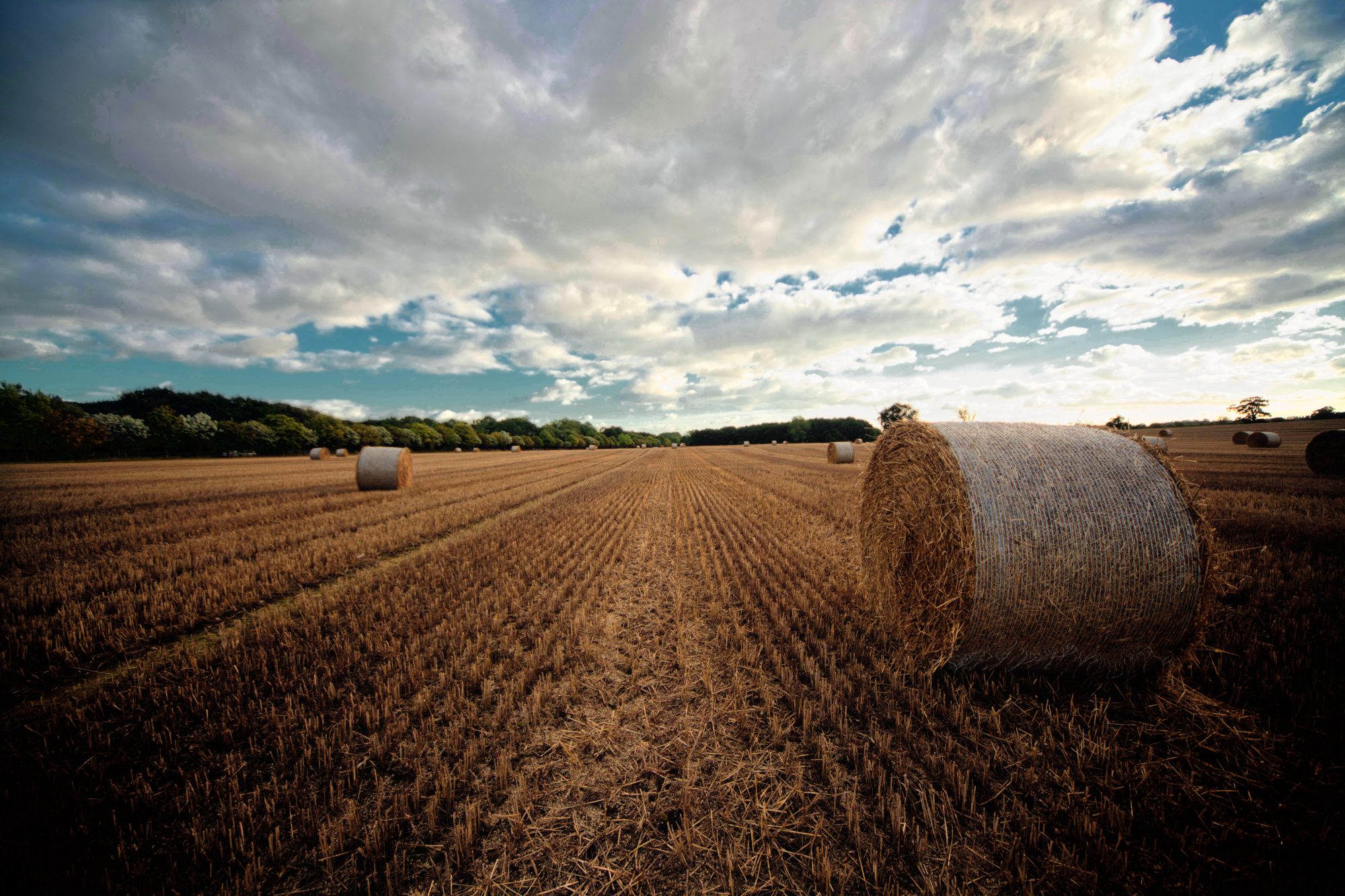 Golden wheat field — nature & landscape photograph 4