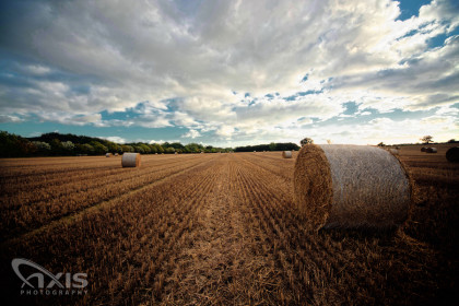 Golden Hay Field